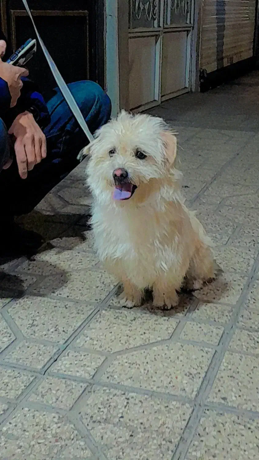 سگ شیتزو|سگ|مشهد, وحید|دیوار