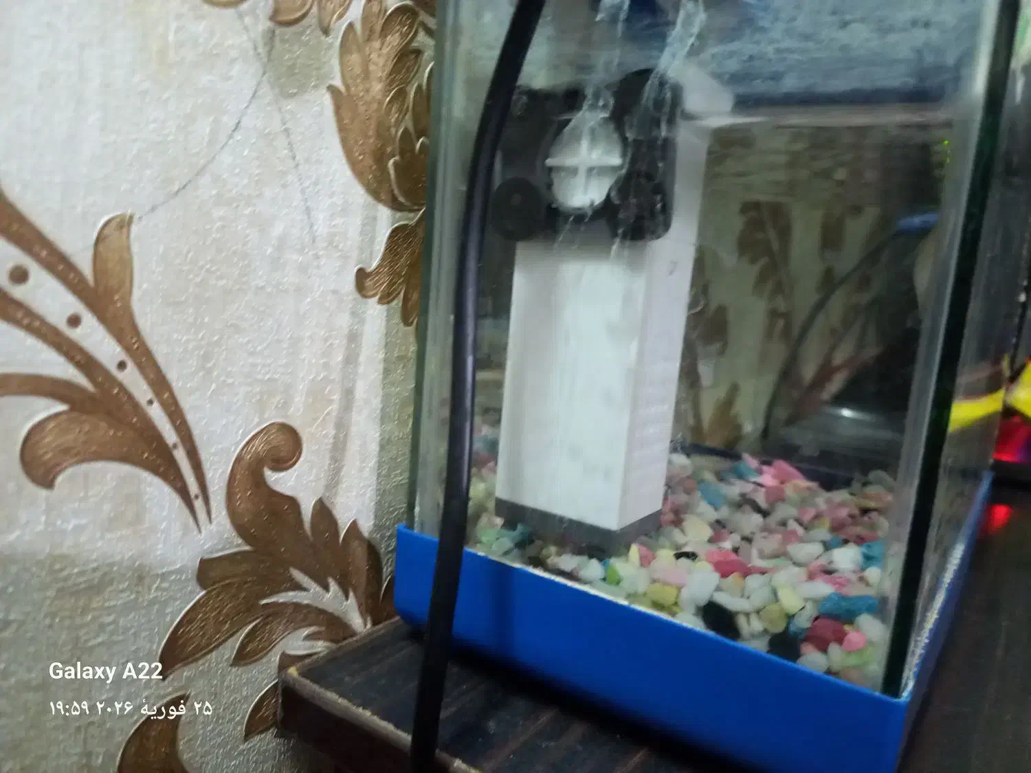 آکواریوم|ماهی|منجیل, |دیوار