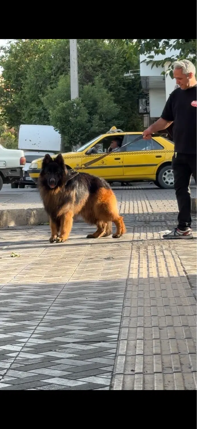 سگ ژرمن|سگ|شیراز, زند|دیوار