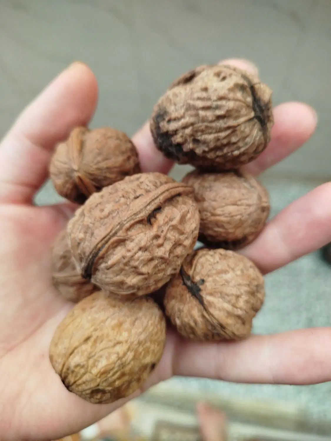 گردو|خوردنی و آشامیدنی|لاهیجان, شهرک فرهنگیان|دیوار