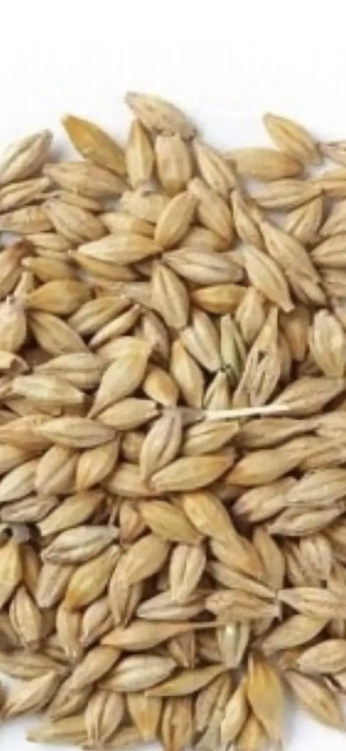 بذر|خوردنی و آشامیدنی|لالی, |دیوار