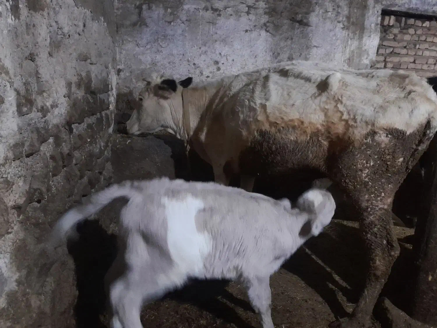 گاو شیری|حیوانات مزرعه|نیر (اردبیل), |دیوار