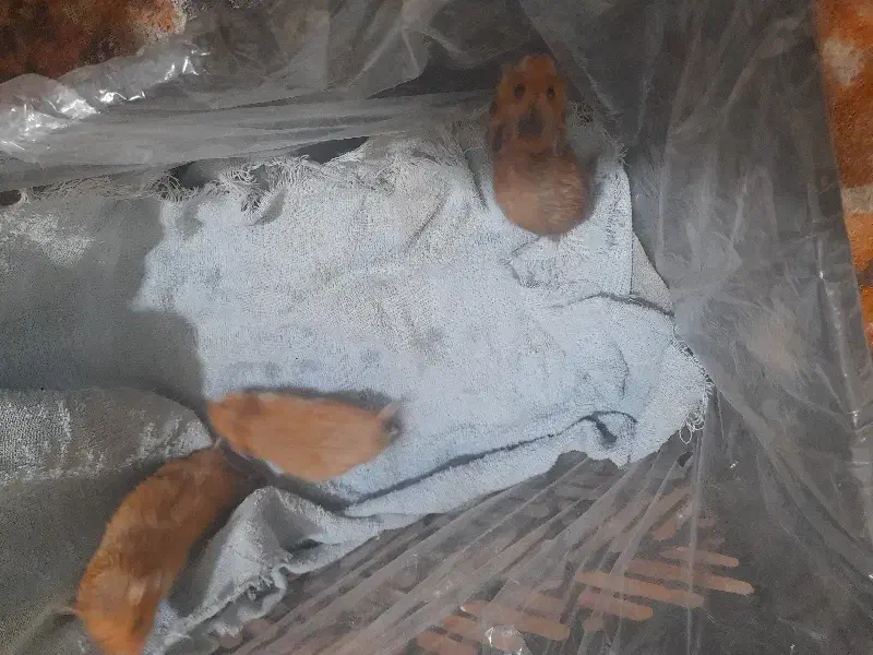 همستر|موش و خرگوش|نگار, |دیوار