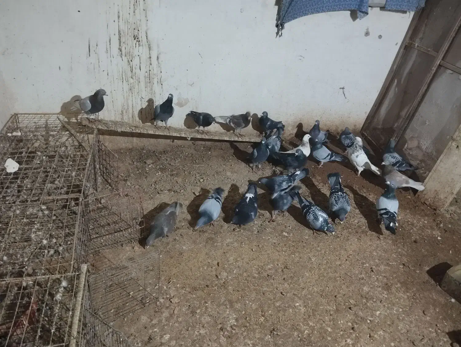 کبوتر|پرنده|بیرجند, |دیوار