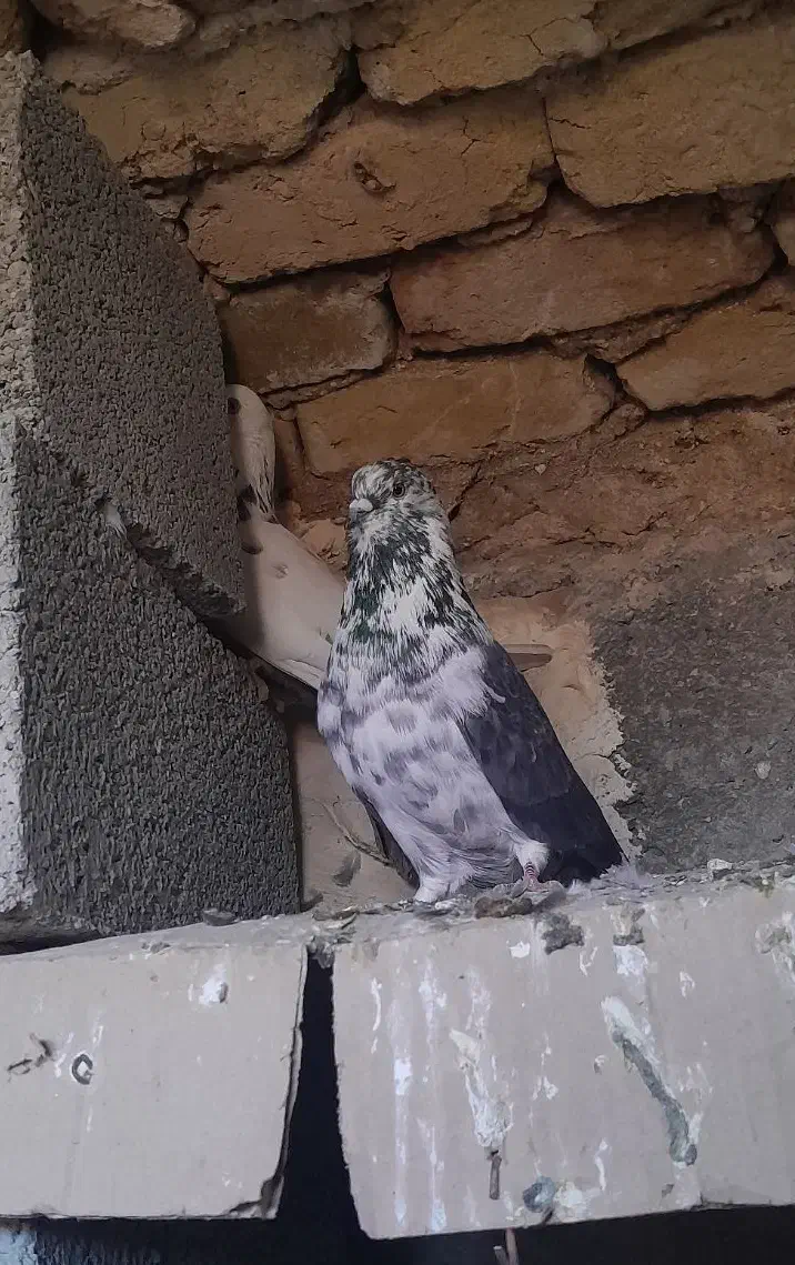 کفتر گمشده|حیوانات|هشتگرد, قاسم آباد بزرگ|دیوار