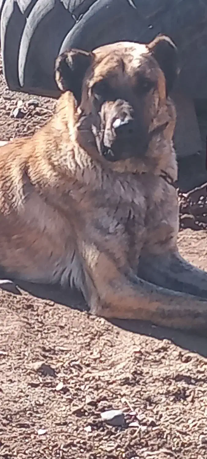 سگ خانگی|سگ|مشهد, کوی سیدی|دیوار