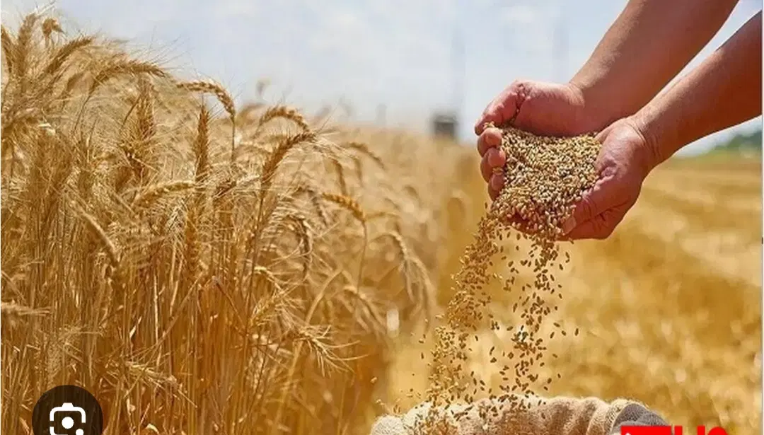گندم|عمدهفروشی|چرام, |دیوار