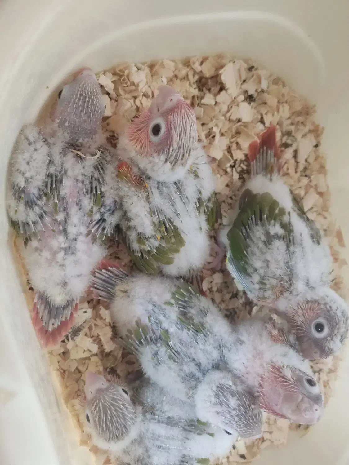 گرینچیک|پرنده|مشهد, امیریه|دیوار