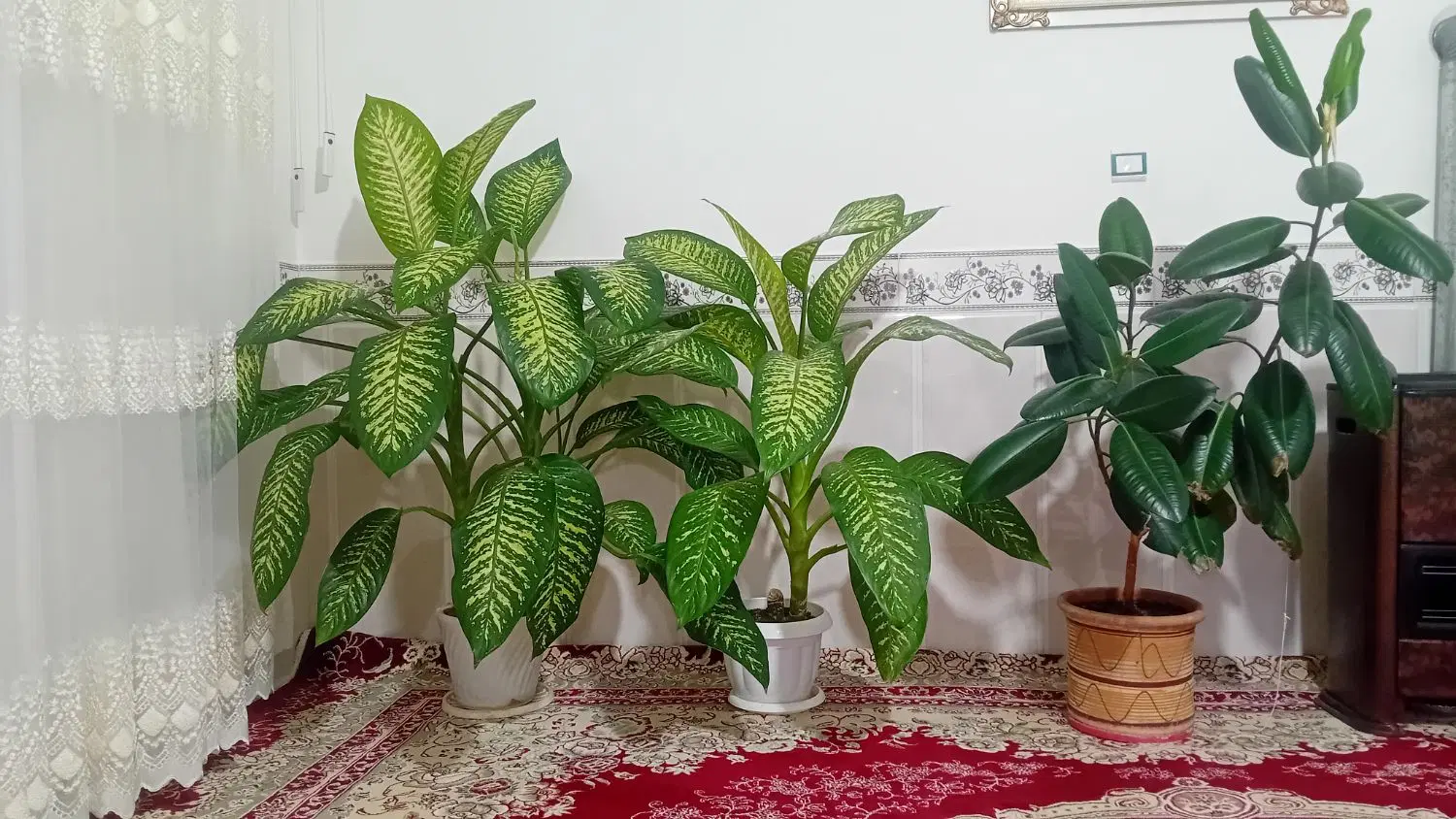 گل طبیعی|گل و گیاه طبیعی|زنجانرود, |دیوار