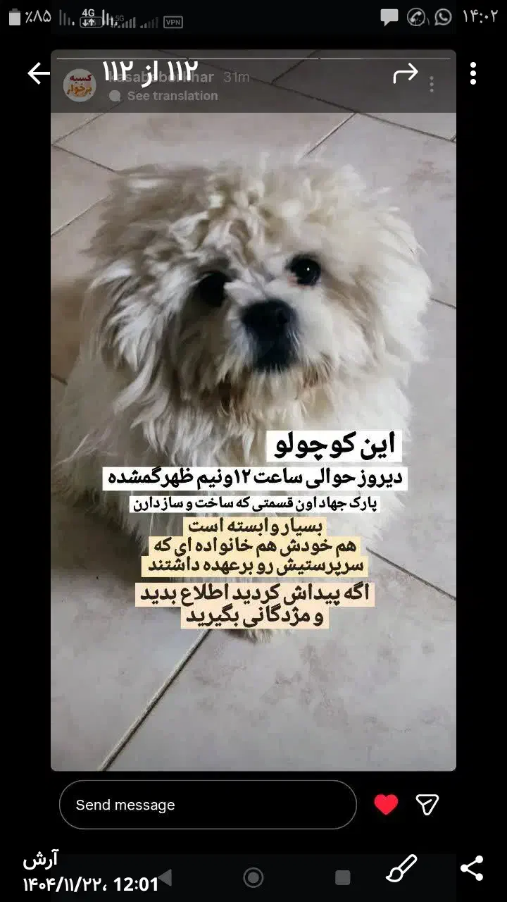 سگ گمشده|حیوانات|برخوار, |دیوار