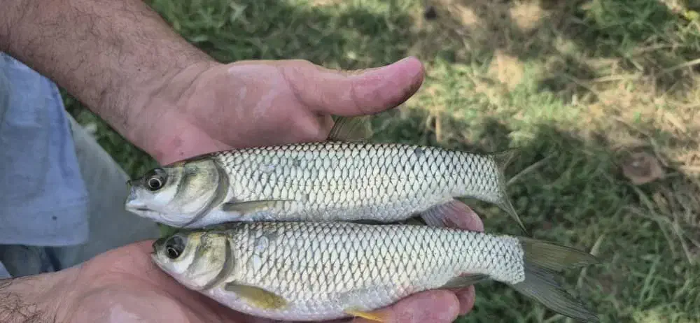 فیتوفاک کپور وماهی های پرورشی|ماهی|یزد, |دیوار