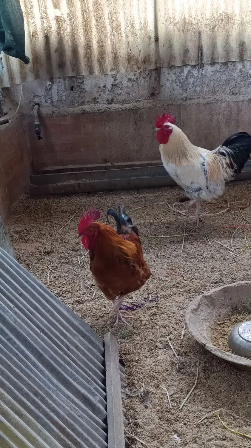 خروس محلی سرحال و تخم مرغ محلی موجوده|حیوانات مزرعه|محمودآباد, |دیوار