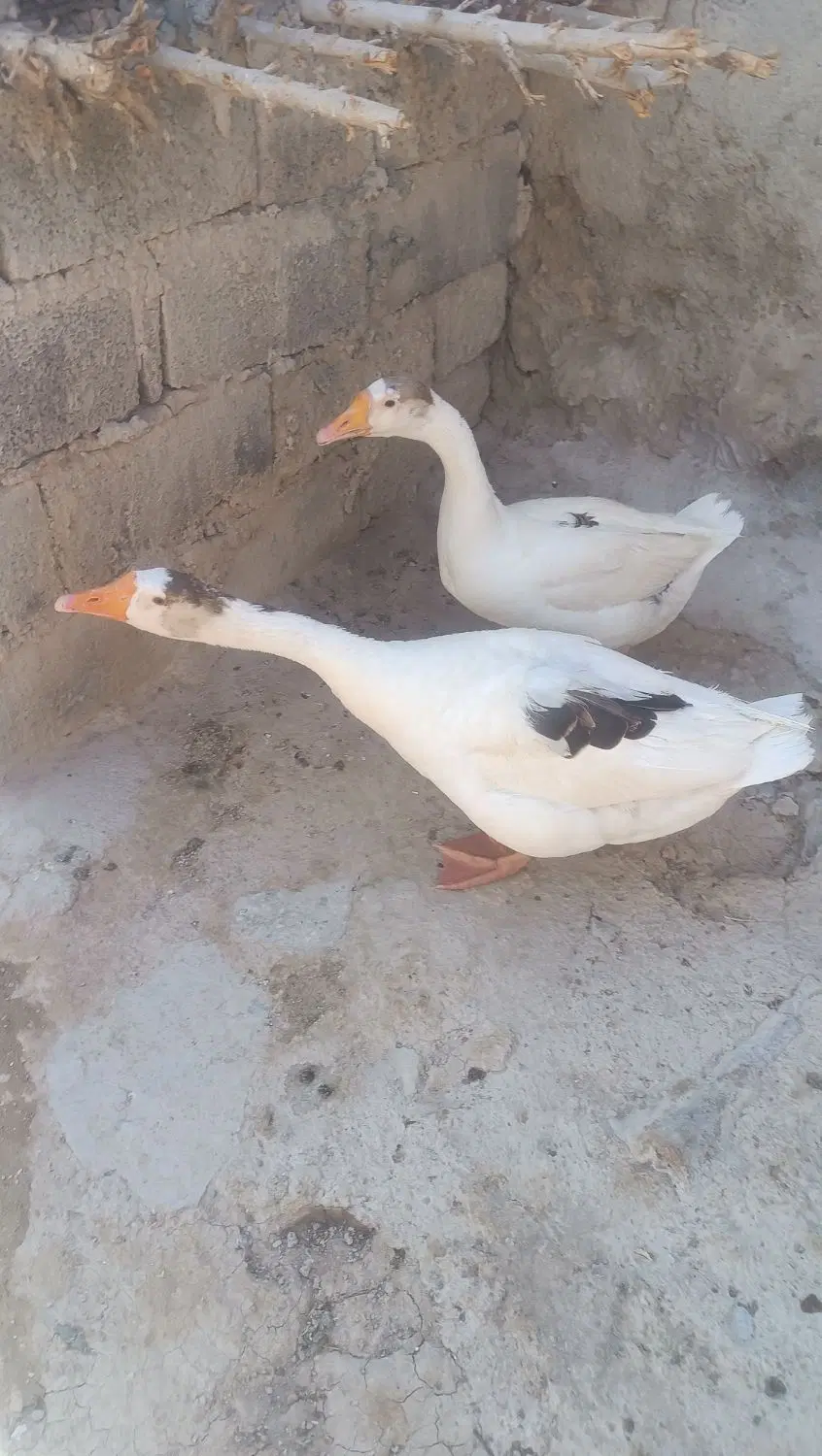 قاز|حیوانات مزرعه|دهگلان, |دیوار