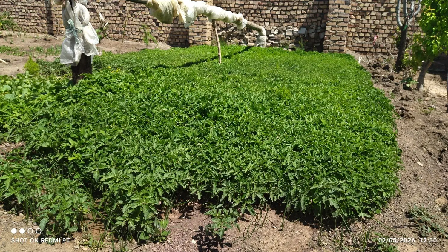 نشا گوجه|گل و گیاه طبیعی|طاغنکوه, |دیوار