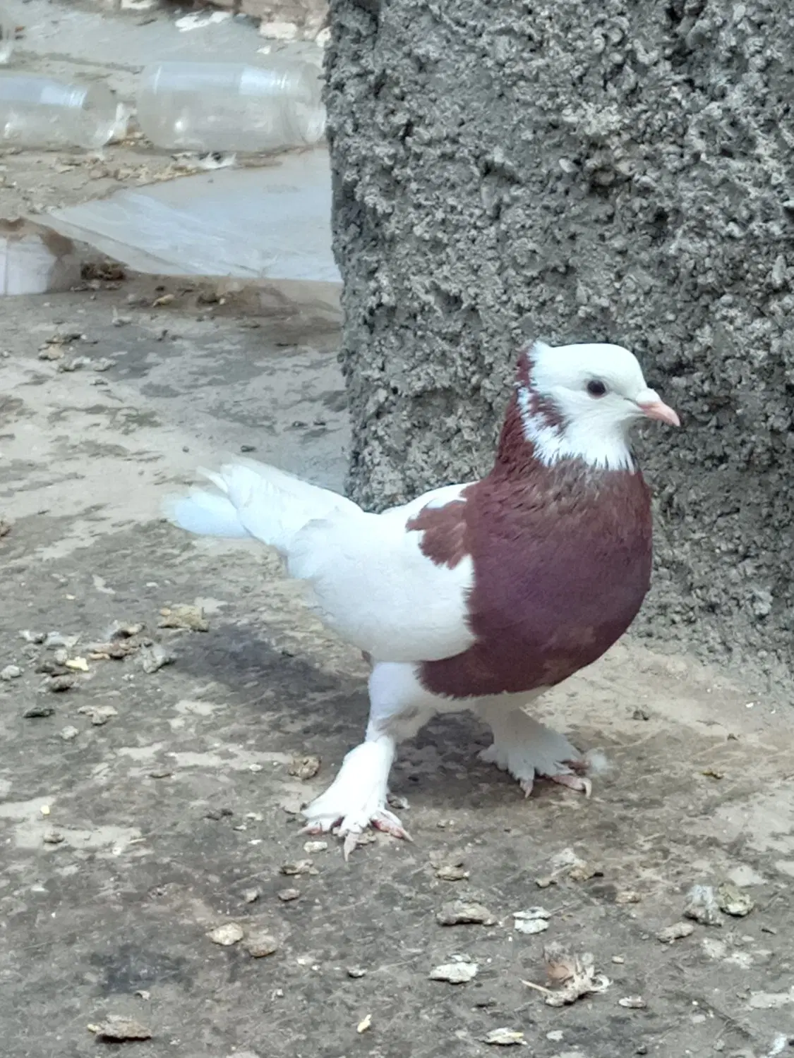 کفتر|پرنده|چناران, |دیوار