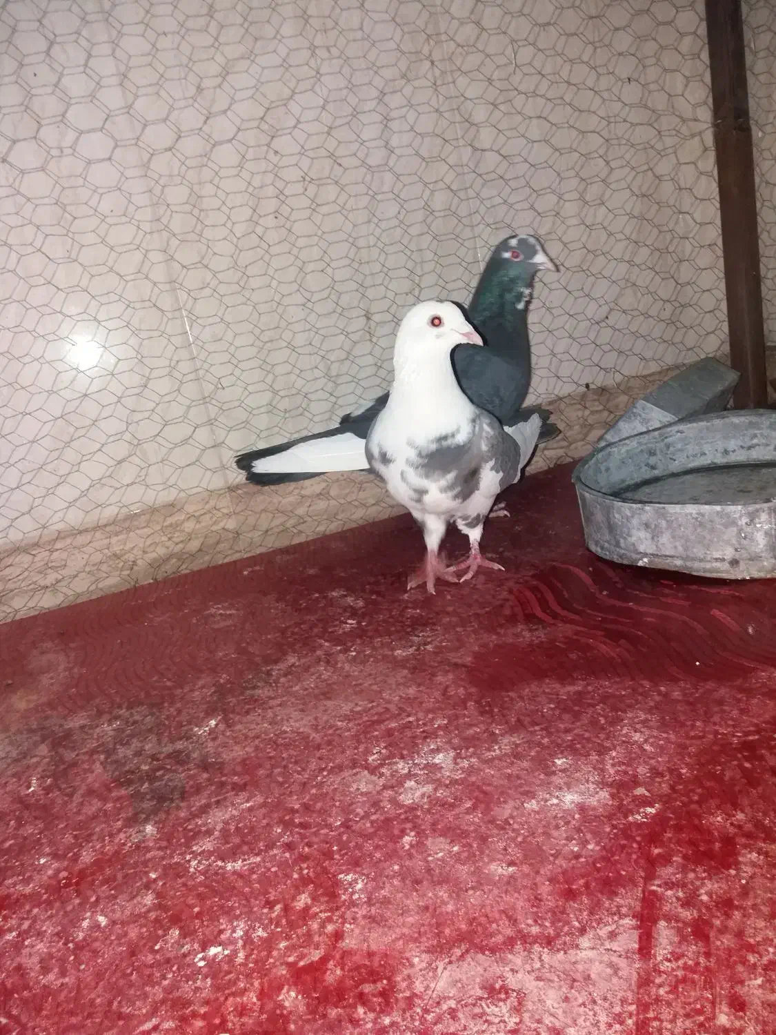 کفتر|پرنده|بیرجند, |دیوار