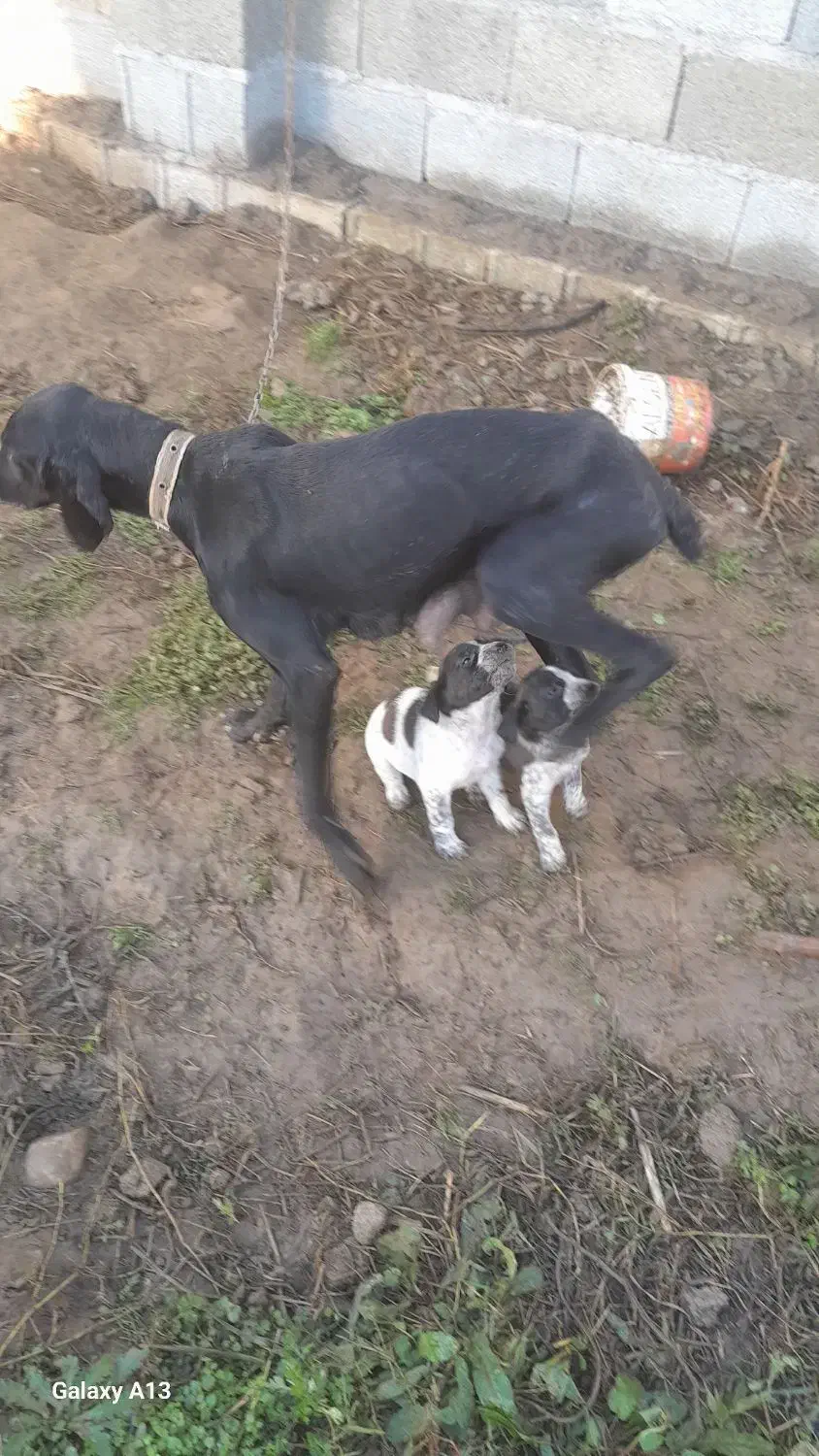 سگ شکاری|سگ|گوراب زرمیخ, |دیوار