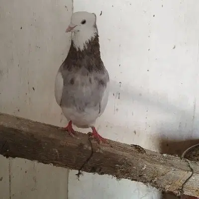 کبوتر|پرنده|گله دار, |دیوار