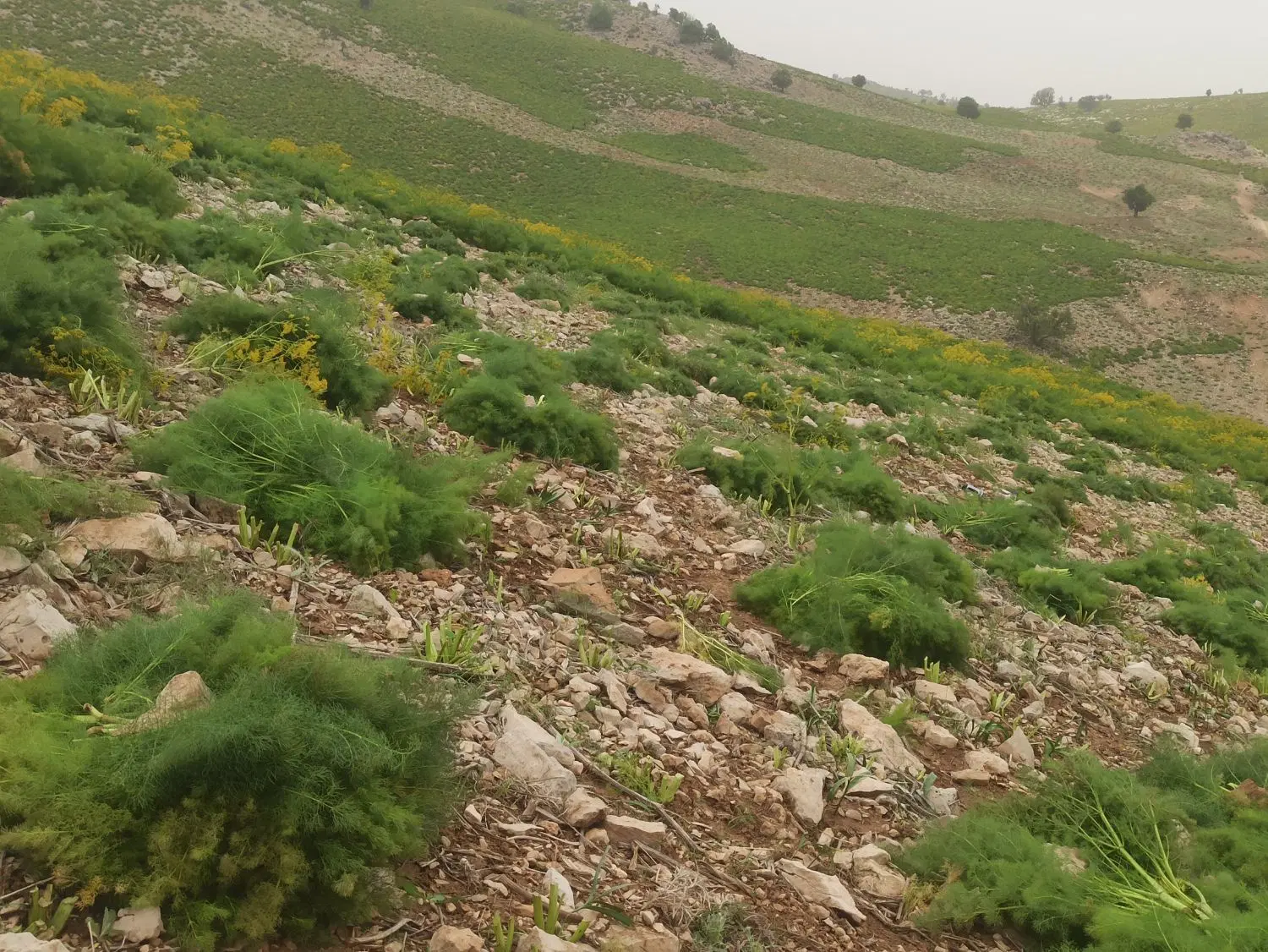 جاشیر|لوازم جانبی حیوانات|دهدشت, |دیوار