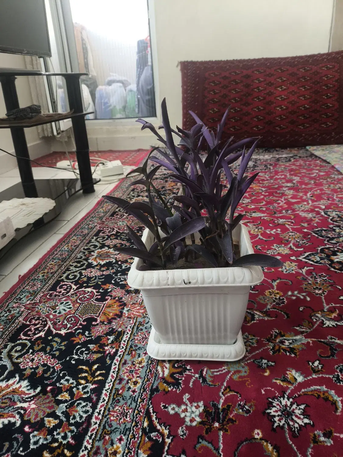 گل فروشی|گل و گیاه طبیعی|محمدیه-قزوین, |دیوار
