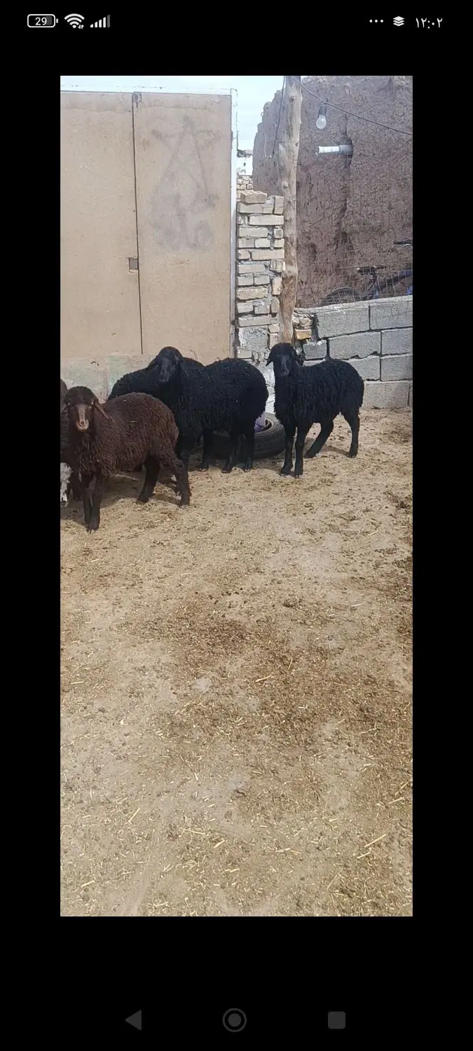 بره|حیوانات مزرعه|سمنان, |دیوار