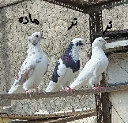 کفتر پرشی|پرنده|تهران, تهرانسر شرقی|دیوار