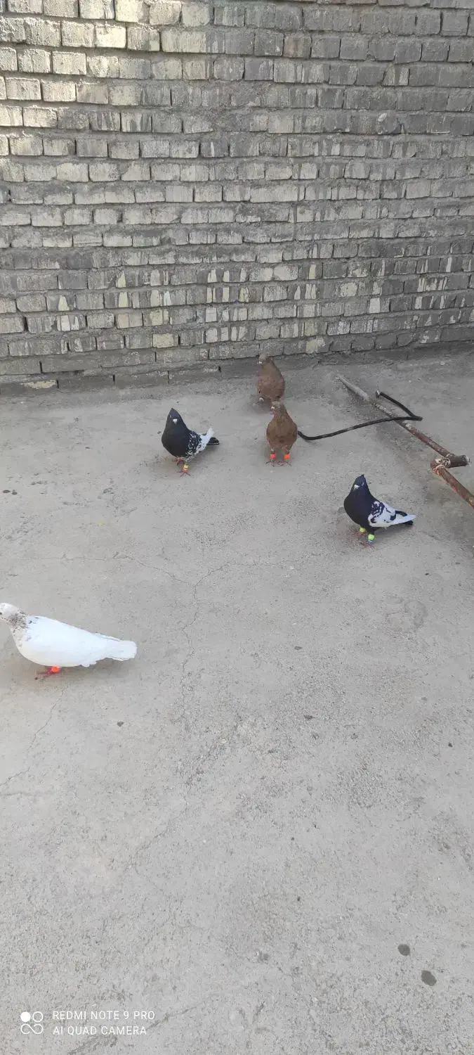 رنگی سفت|پرنده|حمیدیه, |دیوار