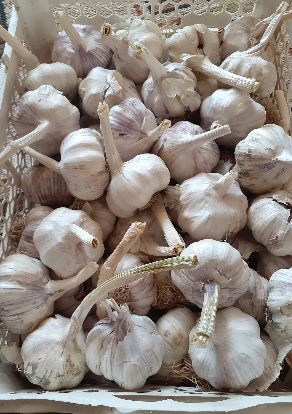 سیر|خوردنی و آشامیدنی|تربتحیدریه, پائین ولایت|دیوار