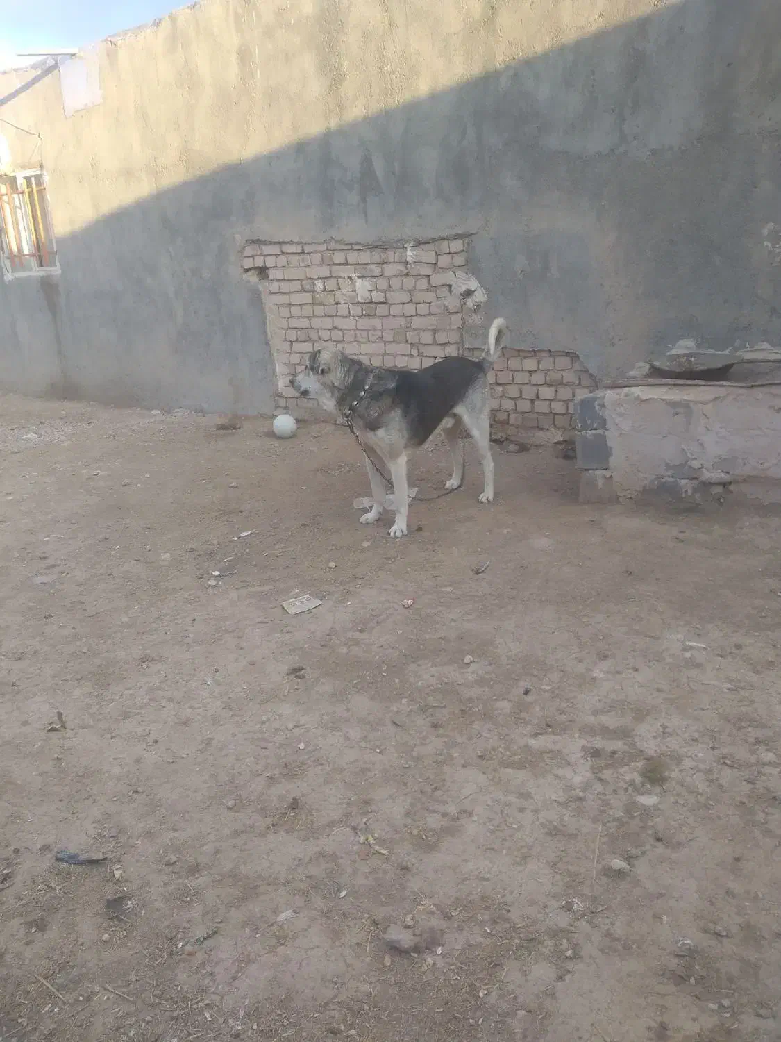 سگ خوب|سگ|همدان, |دیوار
