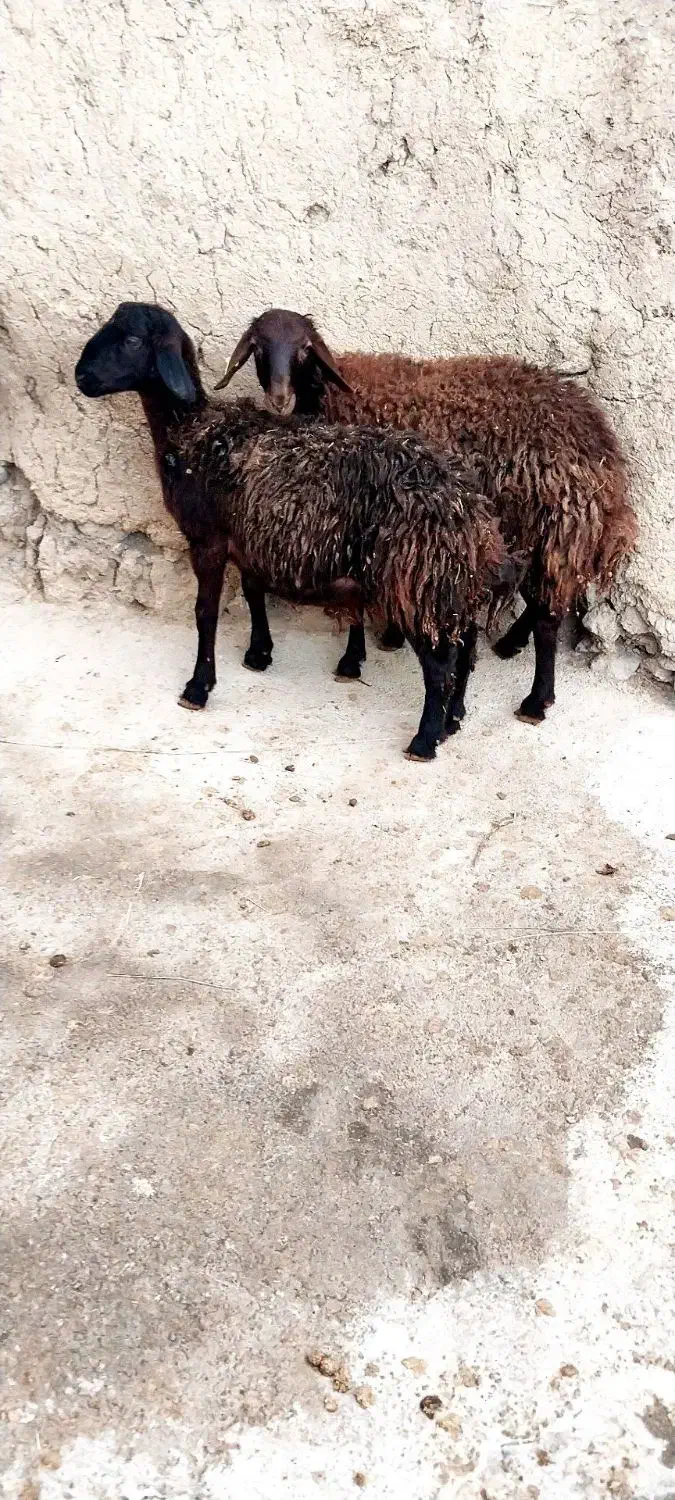 هترو|حیوانات مزرعه|صائین قلعه, |دیوار