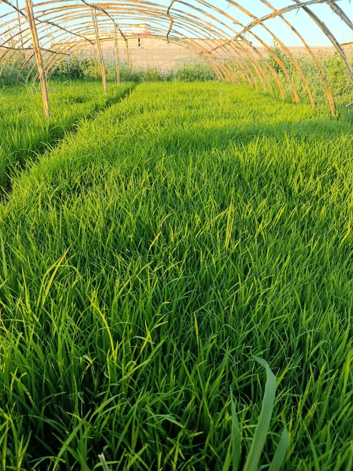 بذر شالی|گل و گیاه طبیعی|آزادشهر, |دیوار
