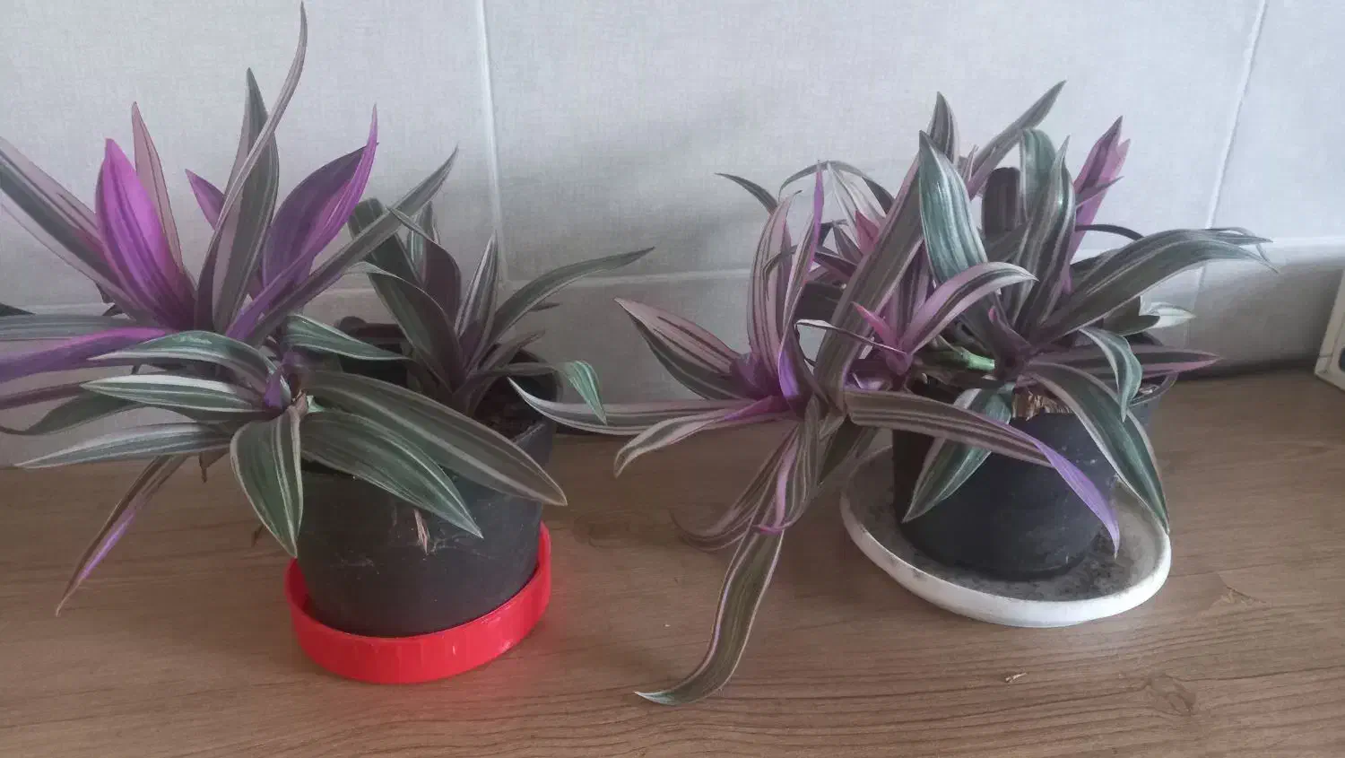 گل زیپلین|گل و گیاه طبیعی|رشت, آب آسیاب|دیوار