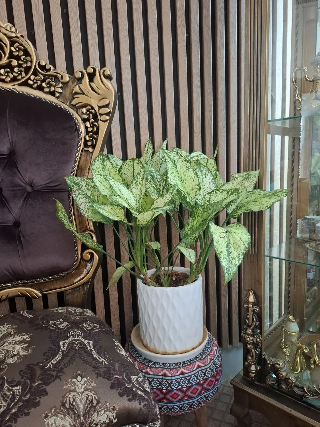 گل طبیعی|گل و گیاه طبیعی|اصفهان, بوستان ناژوان|دیوار