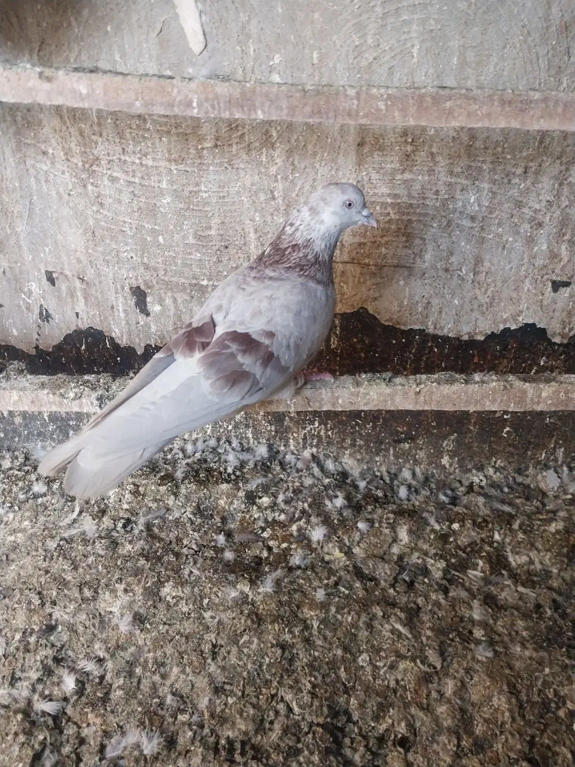 5تا|پرنده|ملارد, |دیوار