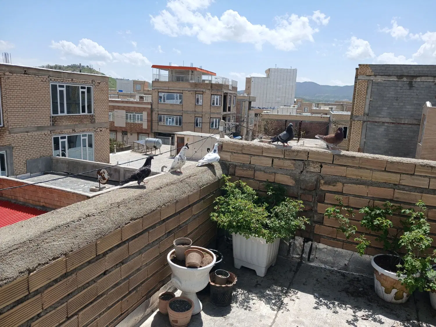 کبوتر|پرنده|بانه, |دیوار