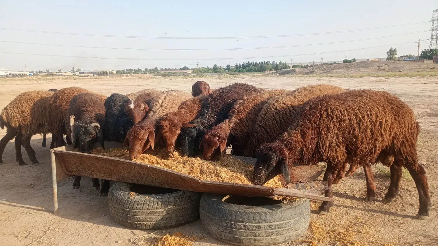 بره|حیوانات مزرعه|باقرشهر, |دیوار