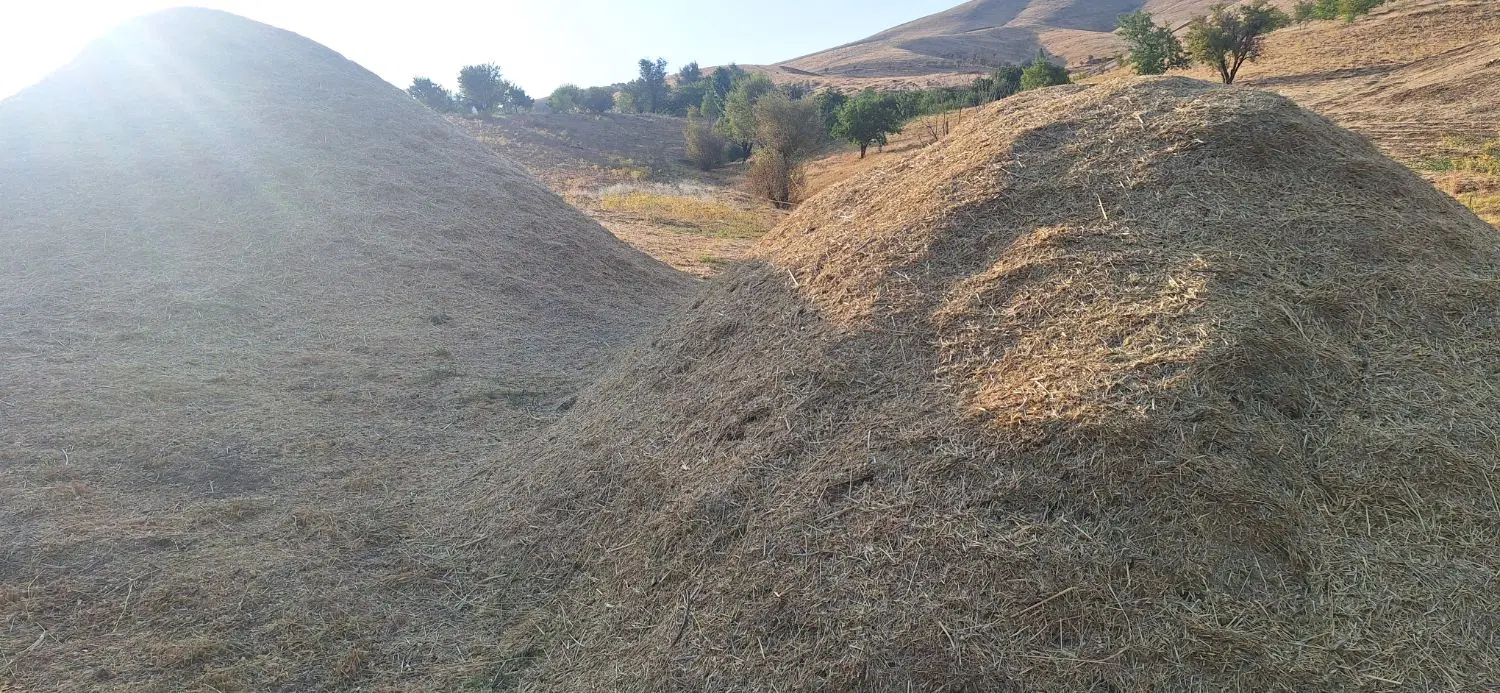 علف|خوردنی و آشامیدنی|سنندج, |دیوار
