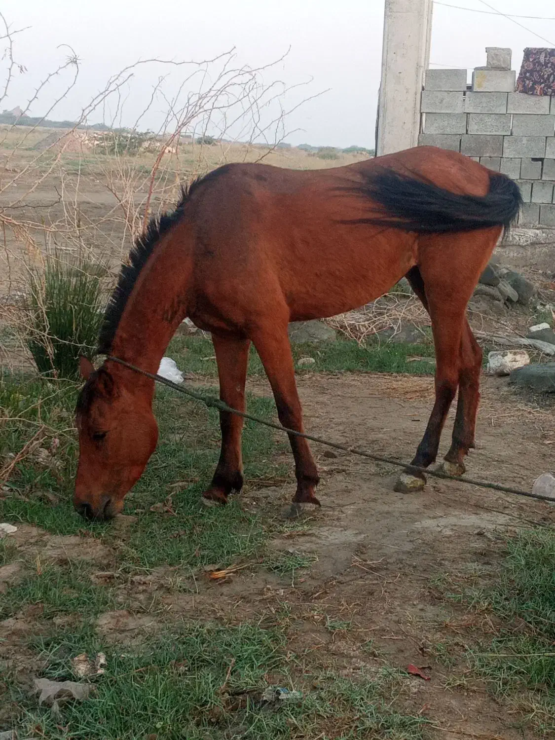 اسب|اسب و تجهیزات اسب‌سواری|میناب, |دیوار