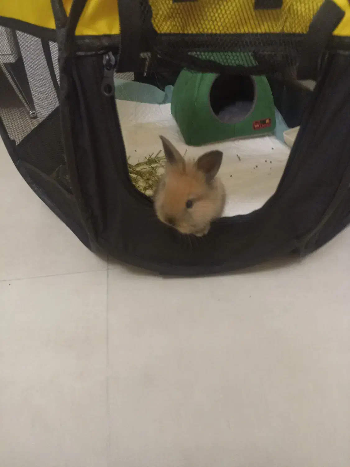 خرگوش مینی لوپ|موش و خرگوش|تهران, شهرآرا|دیوار