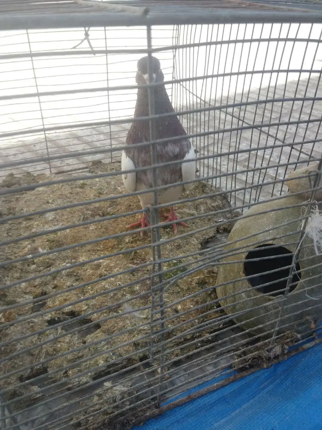 کبوتر|پرنده|مبارکه, |دیوار