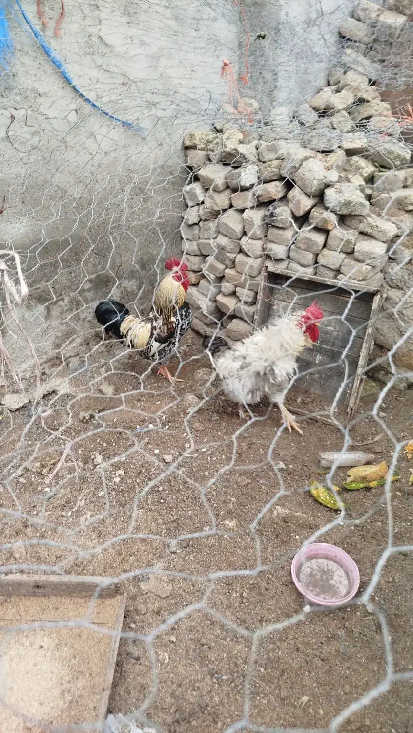 خروس|حیوانات مزرعه|زرین دشت (همدان), |دیوار