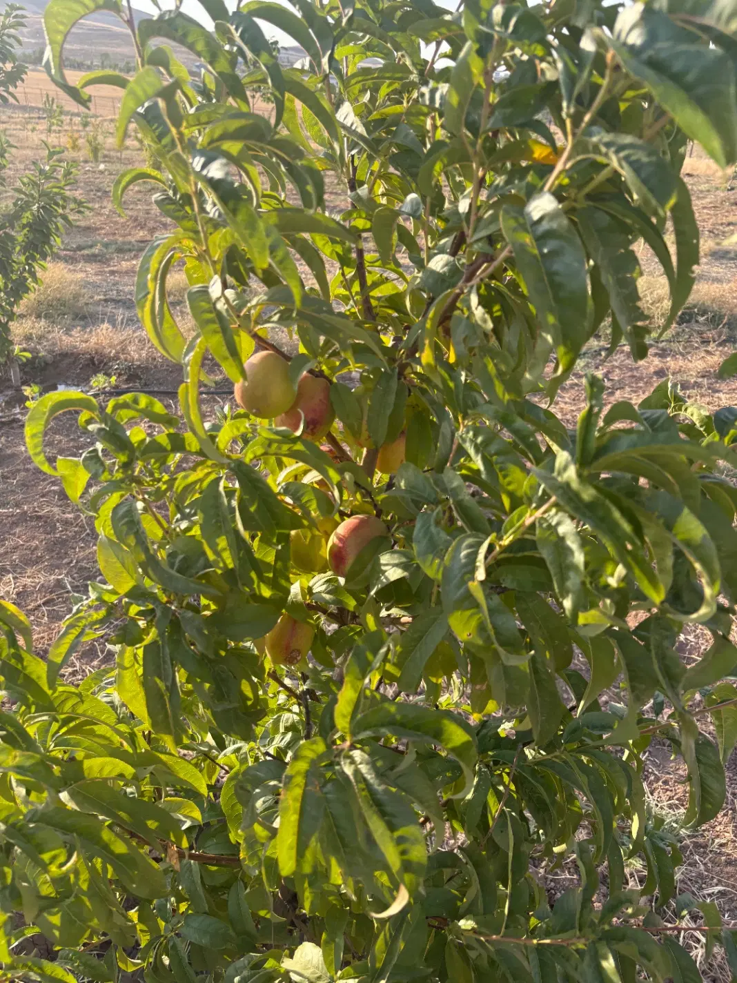 باغ|فروش خانه و ویلا|بوکان, |دیوار