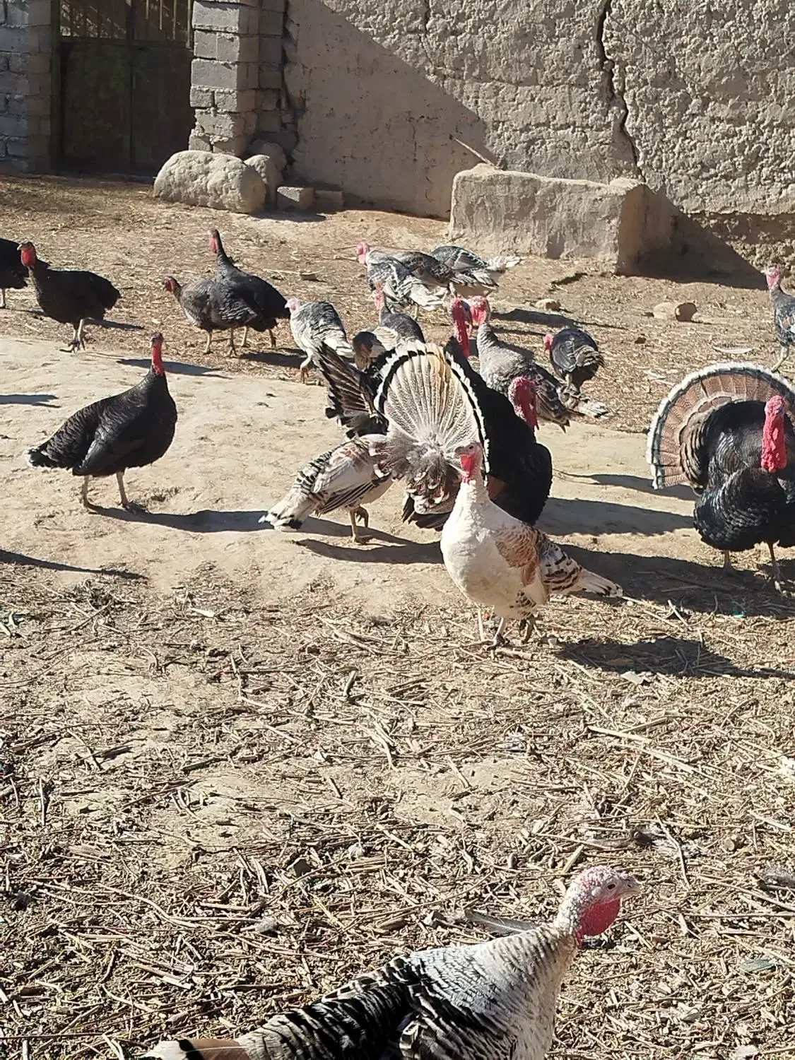 فروشی|حیوانات مزرعه|زابل, |دیوار