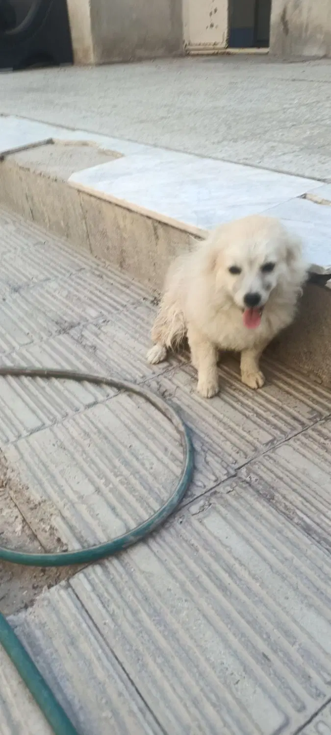 سگ پامر|سگ|سیرجان, |دیوار