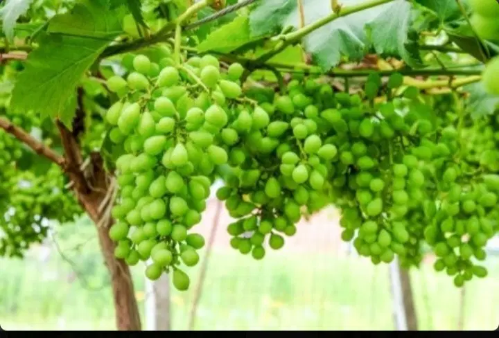 غوره|خوردنی و آشامیدنی|الشتر, |دیوار