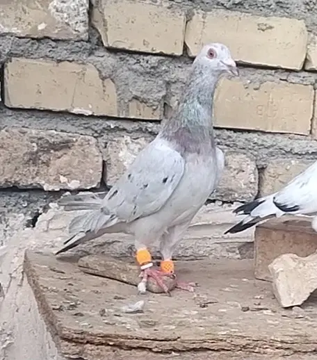کبوتر‌|پرنده|قوچان, |دیوار