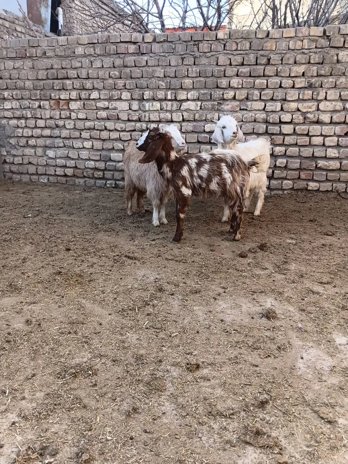 بزغاله|حیوانات مزرعه|نیشابور, ریوند|دیوار