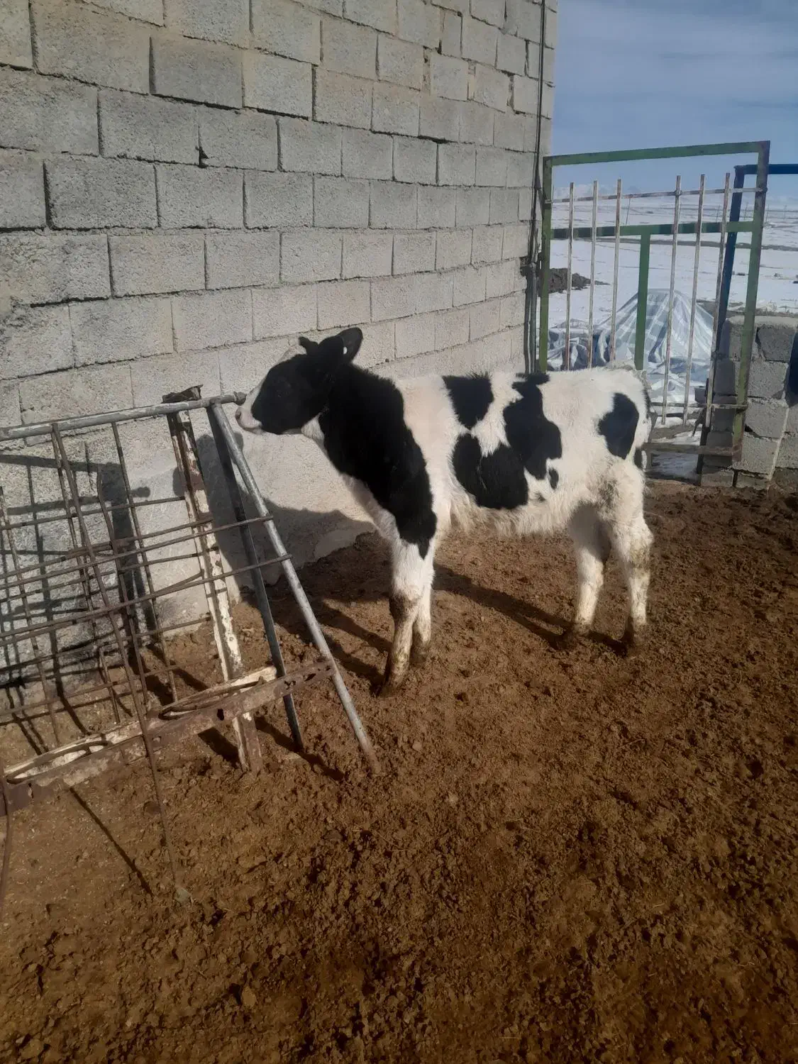 گوساله نر|حیوانات مزرعه|همدان, |دیوار