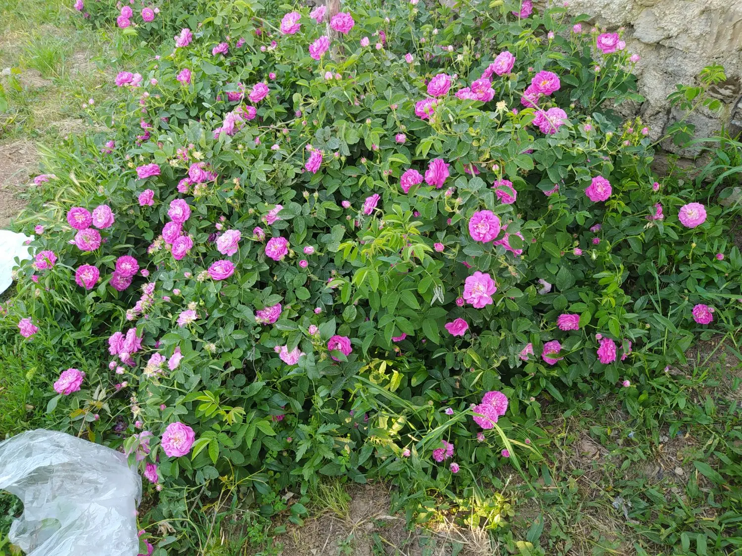 گل محمدی|گل و گیاه طبیعی|مریوان, |دیوار