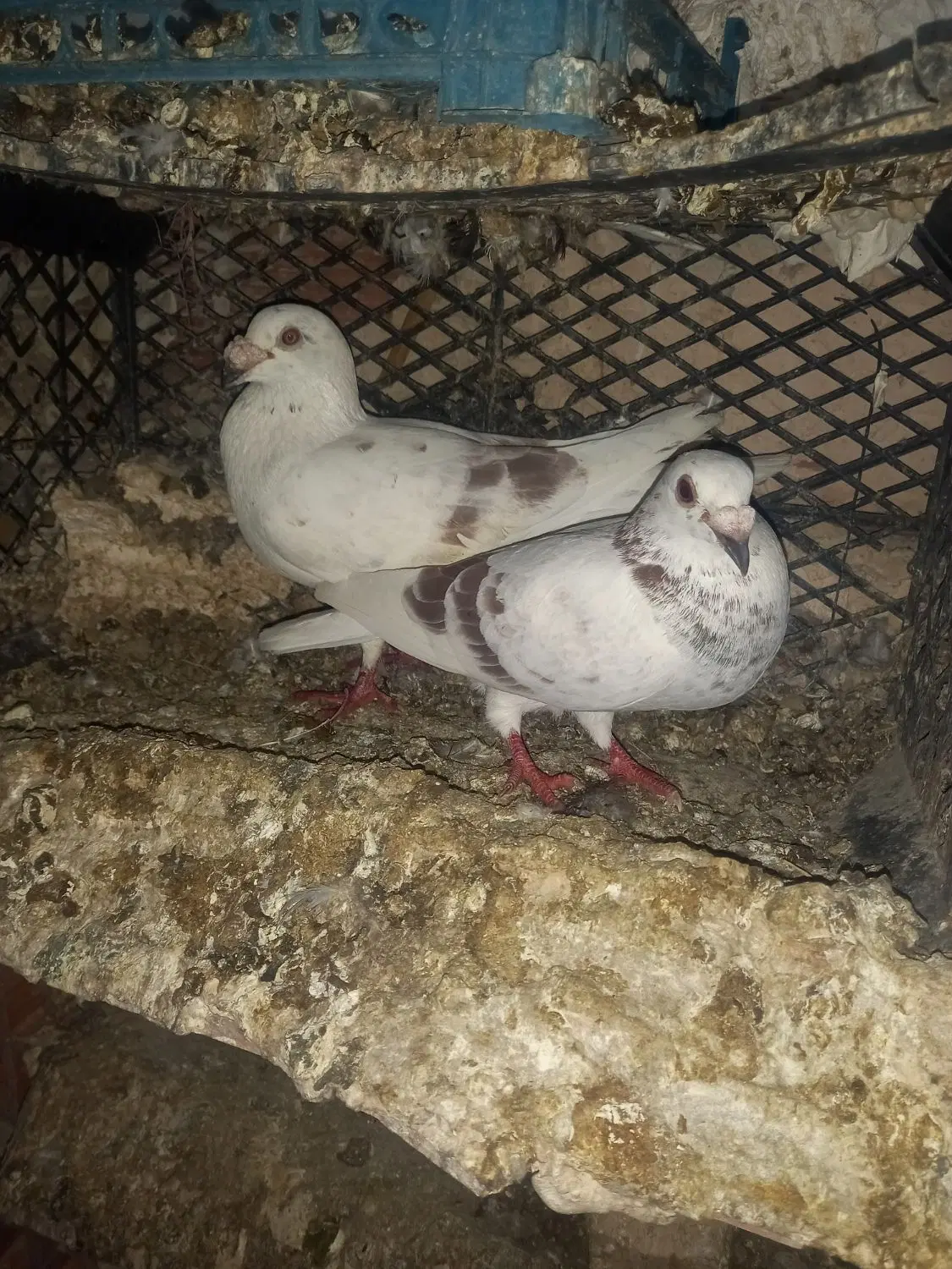 کفتر|پرنده|آشخانه, |دیوار